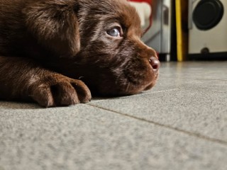 CUCCIOLI DI LABRADOR