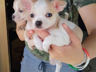 Chihuahua Toy Maschio e Femmina Crema Anche in 12 Rate