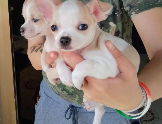 Chihuahua Toy Maschio e Femmina Crema Anche in 12 Rate