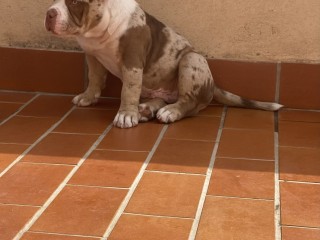 American bully merle