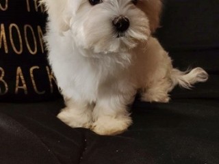 Cuccioli razza maltese