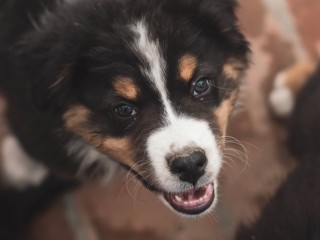 Australian Shepherd