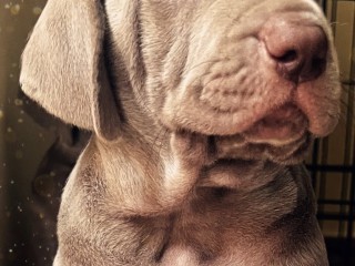 Weimaraner Bracco Weimar con Pedigree Enci