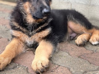 CUCCIOO MASCHIOI DI PASTORE TEDESCO A PELO CORTO CON PEDIGREE