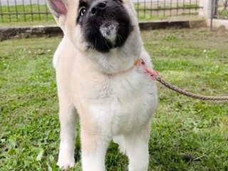 Cucciolo di Akita Americano