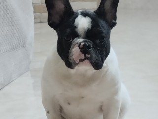 Bouledogue Francese con pedigree ENCI