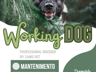 Working Dog Breeder Crocchette per grandi consumatori