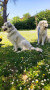 cuccioli-cane-da-montagna-dei-pirenei-small-4