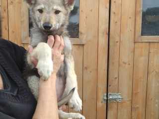 Cane lupo cecoslovacco