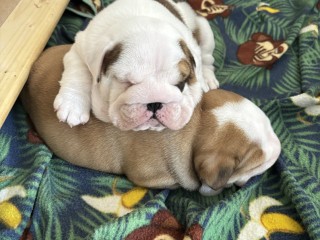 Offro splendido simil Bulldog inglese maschio e femmina in adozione