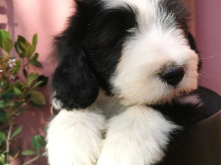 All. di Poggio al Tesoro - Bearded Collie