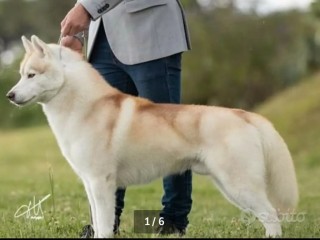 Kennel Siberian Husky STAY TOGETHER