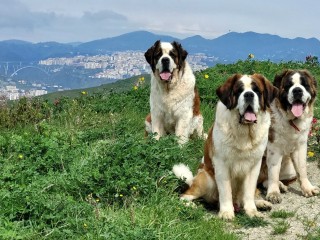 Cuccioli di San Bernardo con Pedigree