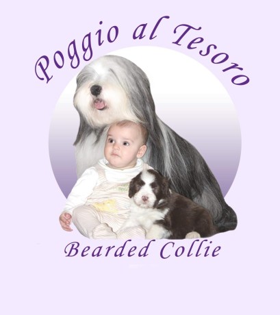 bearded-collie-cuccioli-big-5