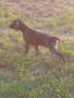 kurzhaar-cucciolo-bracco-tedesco-cuccioli-caccia-cane-small-2