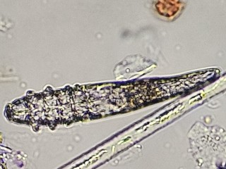 Dermatologia Veterinaria Campania