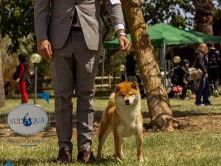 Cuccioli di shiba