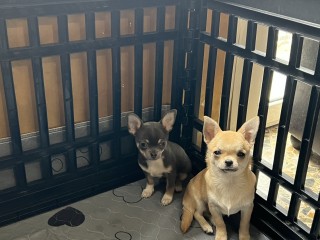 Cuccioli di chihuahua