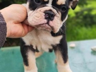 Cucciolo simil bulldog inglese