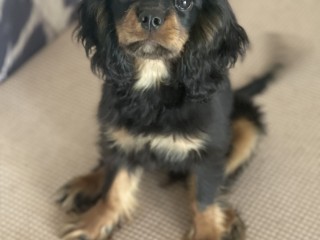 Cavalier king charles spaniel