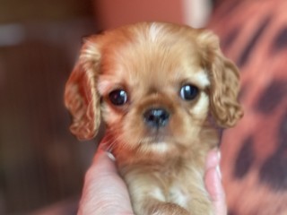 Cavalier king charles spaniel