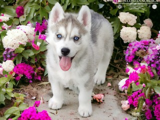 Siberian Husky