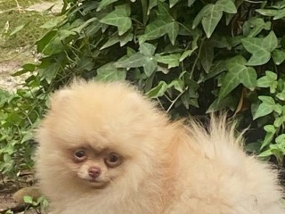 Spitz Pomerania femmina cucciolona