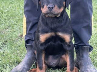 Cucciolo rottweiler