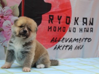 Cuccioli di akita inu