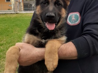 Cuccioli pastore tedesco pelo corto