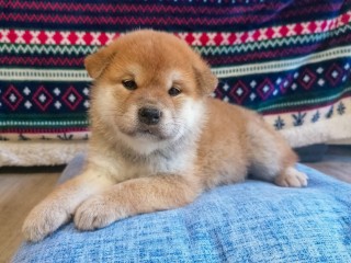 CUCCIOLI Shiba Inu "Di Cascina Gerbaglie"