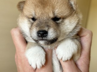 Shiba Inu con Pedigree