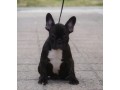 bouledogue-francese-femmina-small-0