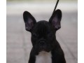 bouledogue-francese-femmina-small-1