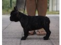 bouledogue-francese-femmina-small-2