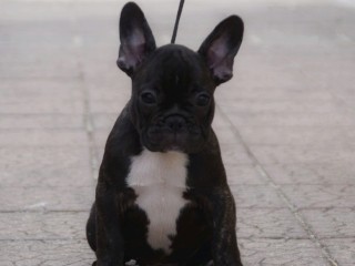 Bouledogue Francese femmina