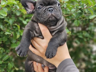 Bouledogue Francese