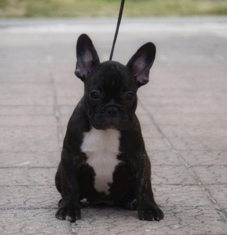 bouledogue-francese-femmina-big-0