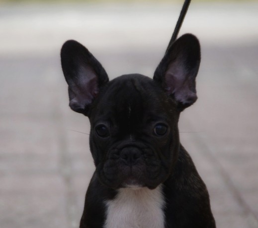 bouledogue-francese-femmina-big-1