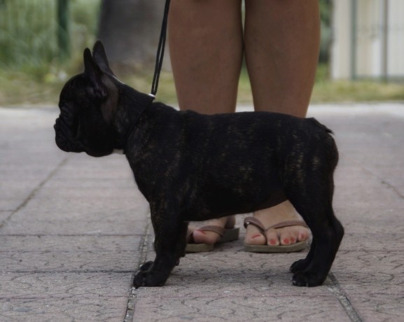 bouledogue-francese-femmina-big-2