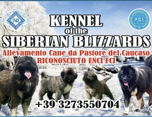 Kennel of the Siberian Blizzards ENCI/FCI (Pastore del Caucaso)