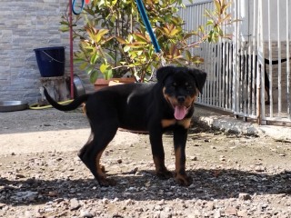 Cuccioli Rottweiler