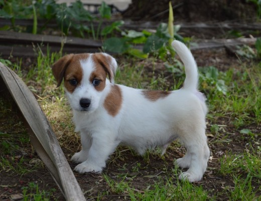 Jack Russell Terrier -Cuccioli Altamente Selezionati