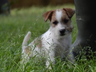 Jack Russell Terrier