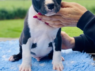 Cuccioli di Amstaff