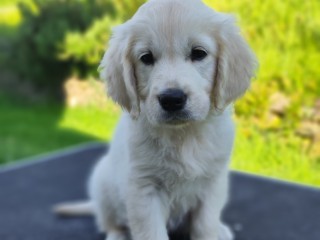 Cuccioli Golden retriever