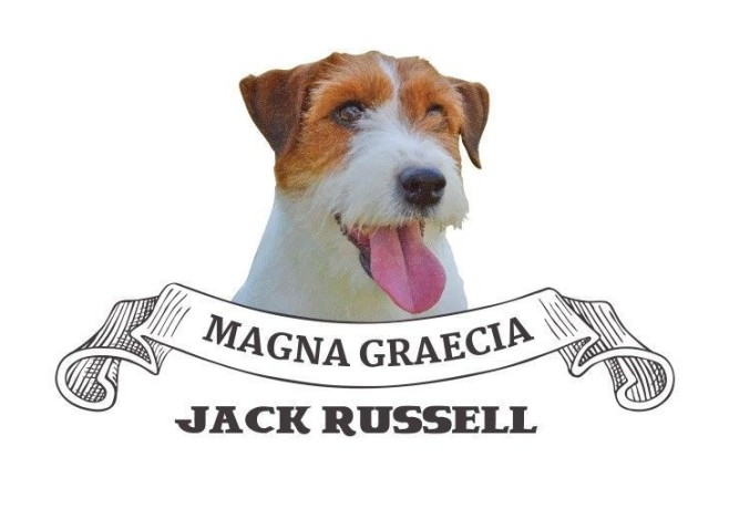 allevamento-e-selezione-del-jack-russell-terrier-big-0