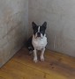 cuccioli-di-boston-terrier-small-0