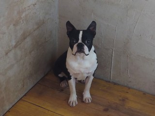 Cuccioli di Boston terrier