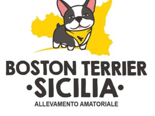 Boston Terrier Sicilia